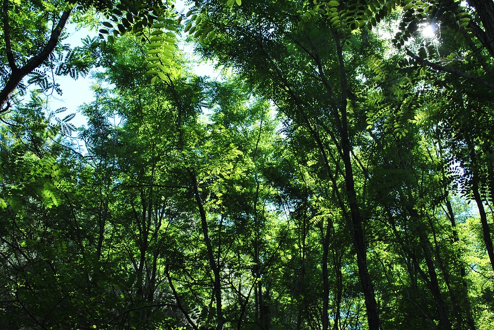 Anci Lazio aderisce a “Un Albero in più”